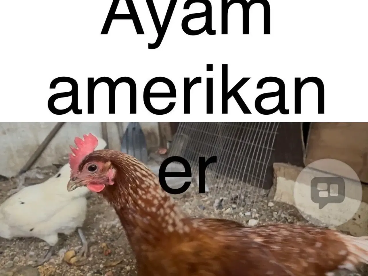Billede 1 - Smuk kobber rød Ayam-amerikaner