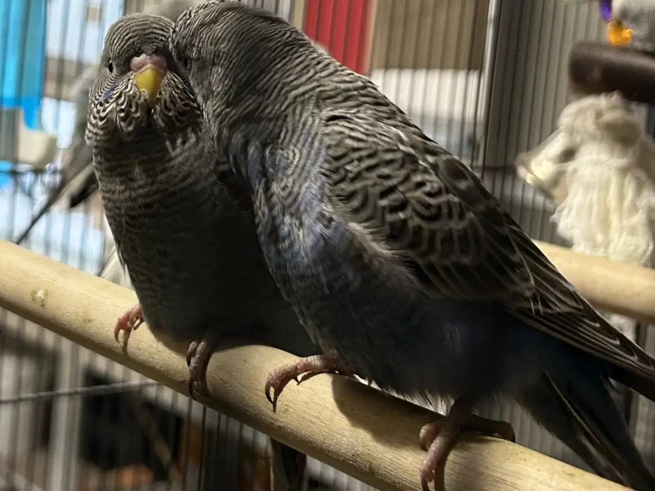 Billede 2 - Blackface 