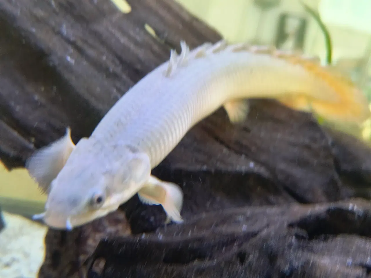 Billede 1 - Bichir