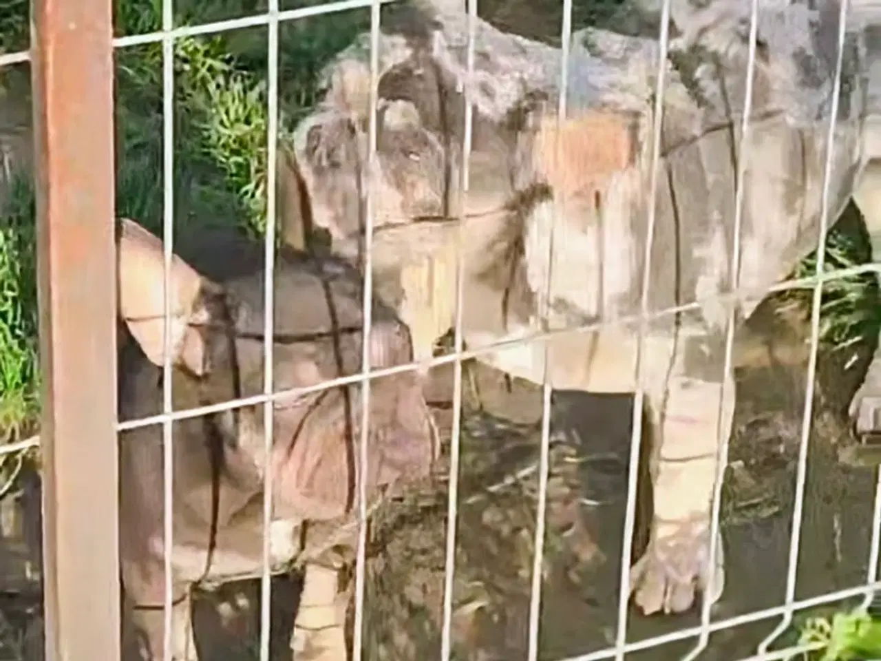 Billede 9 - Fransk bulldog hvalp. NEDSAT!