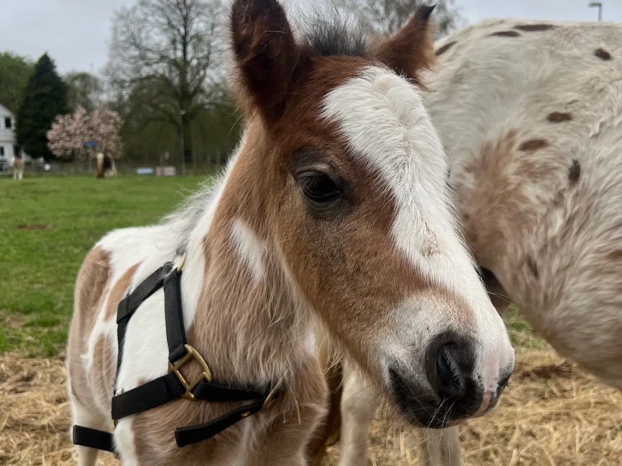 Billede 2 - Mini Irish cob hingsteføl 