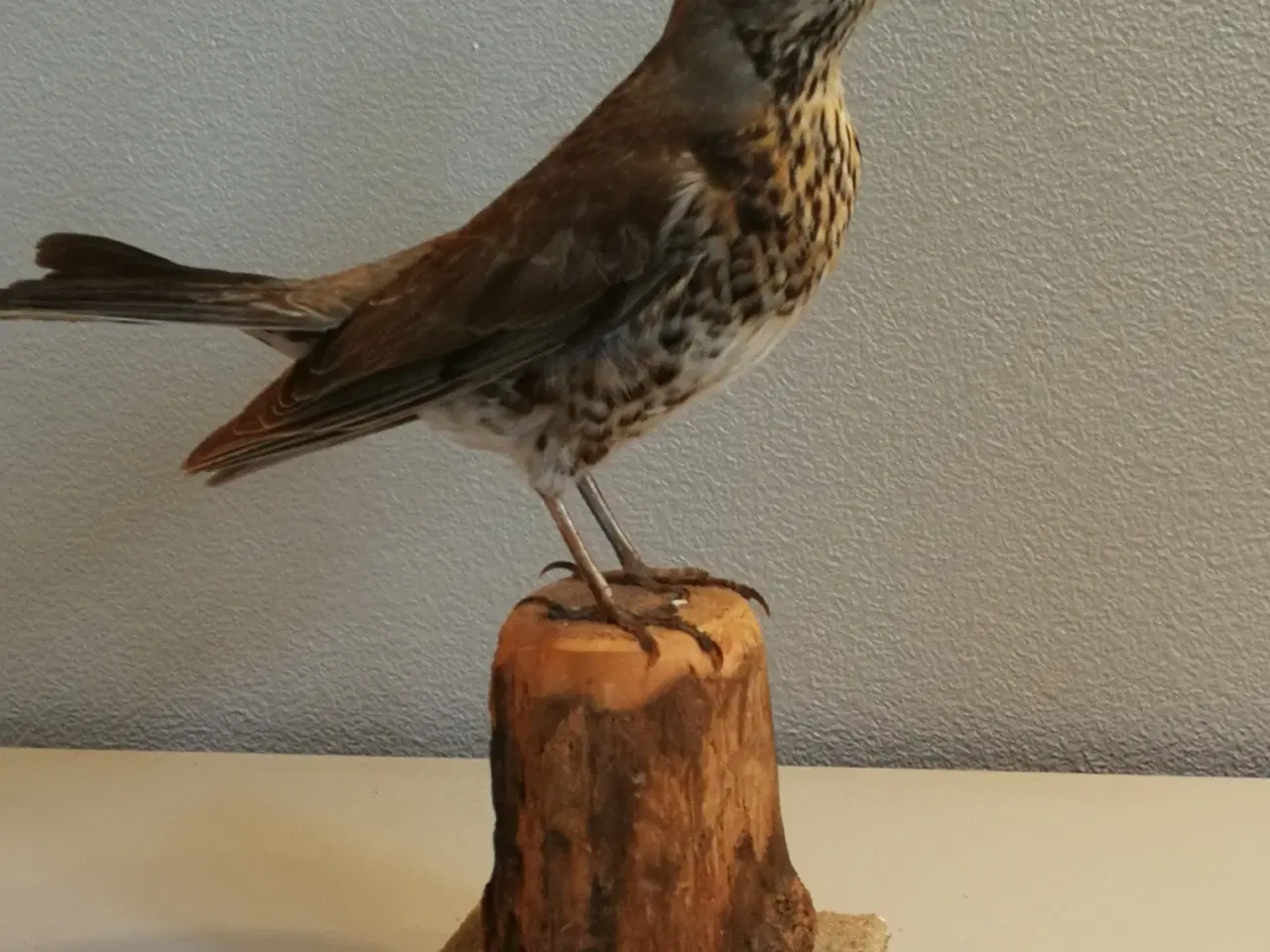 Billede 1 - Flot udstoppet sjagger