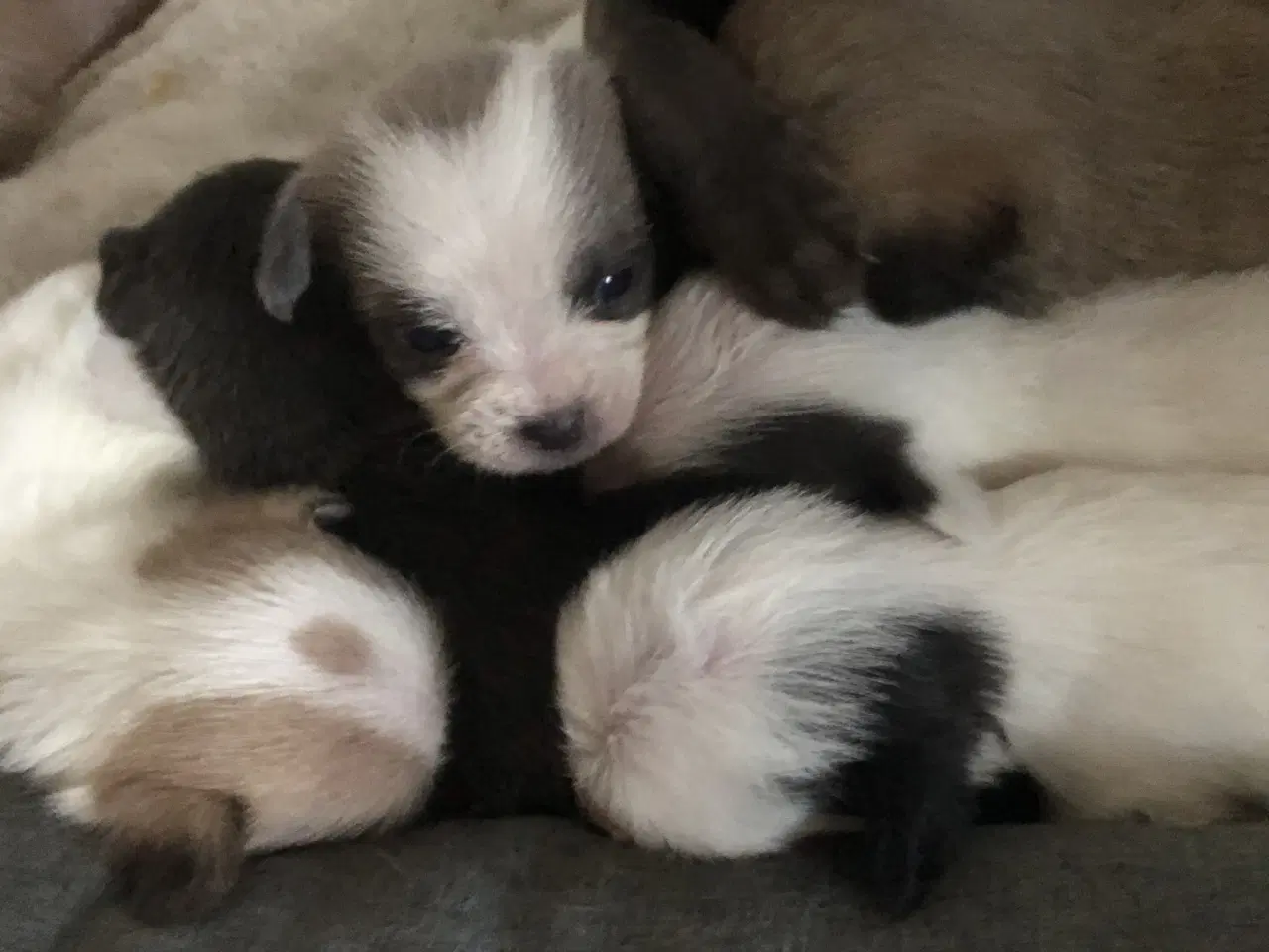 Billede 7 - Shih Tzu/ Chihuahua blanding piger