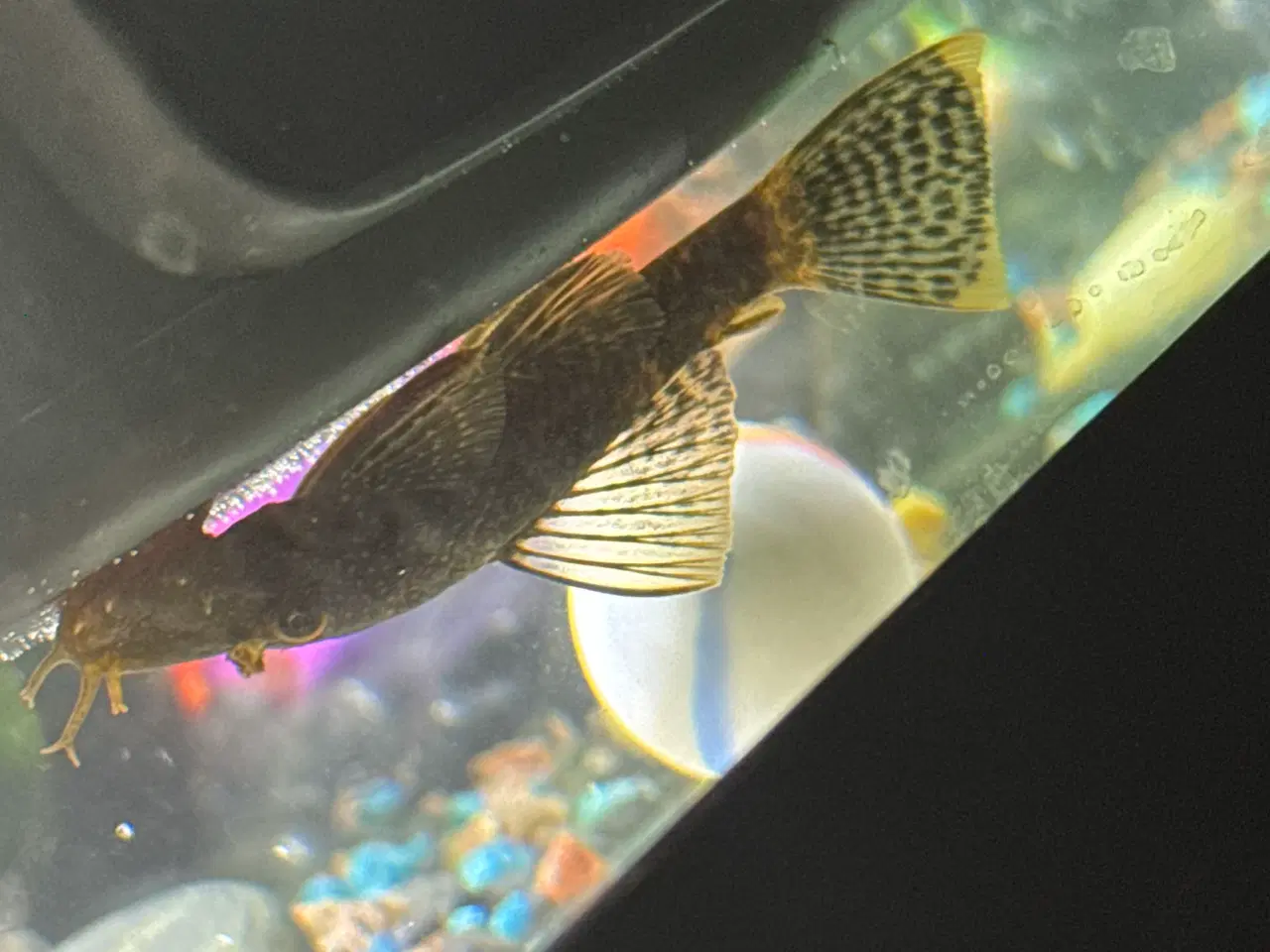 Billede 10 - Akvarium med fisk rejer og tilbehør
