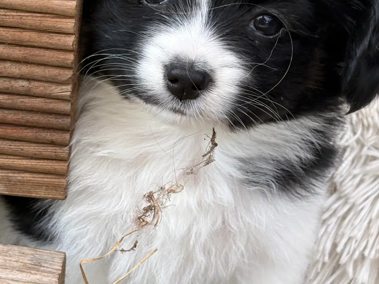 Billede 2 - 3 Papillon/Phalene bamser søger kærlige hjem
