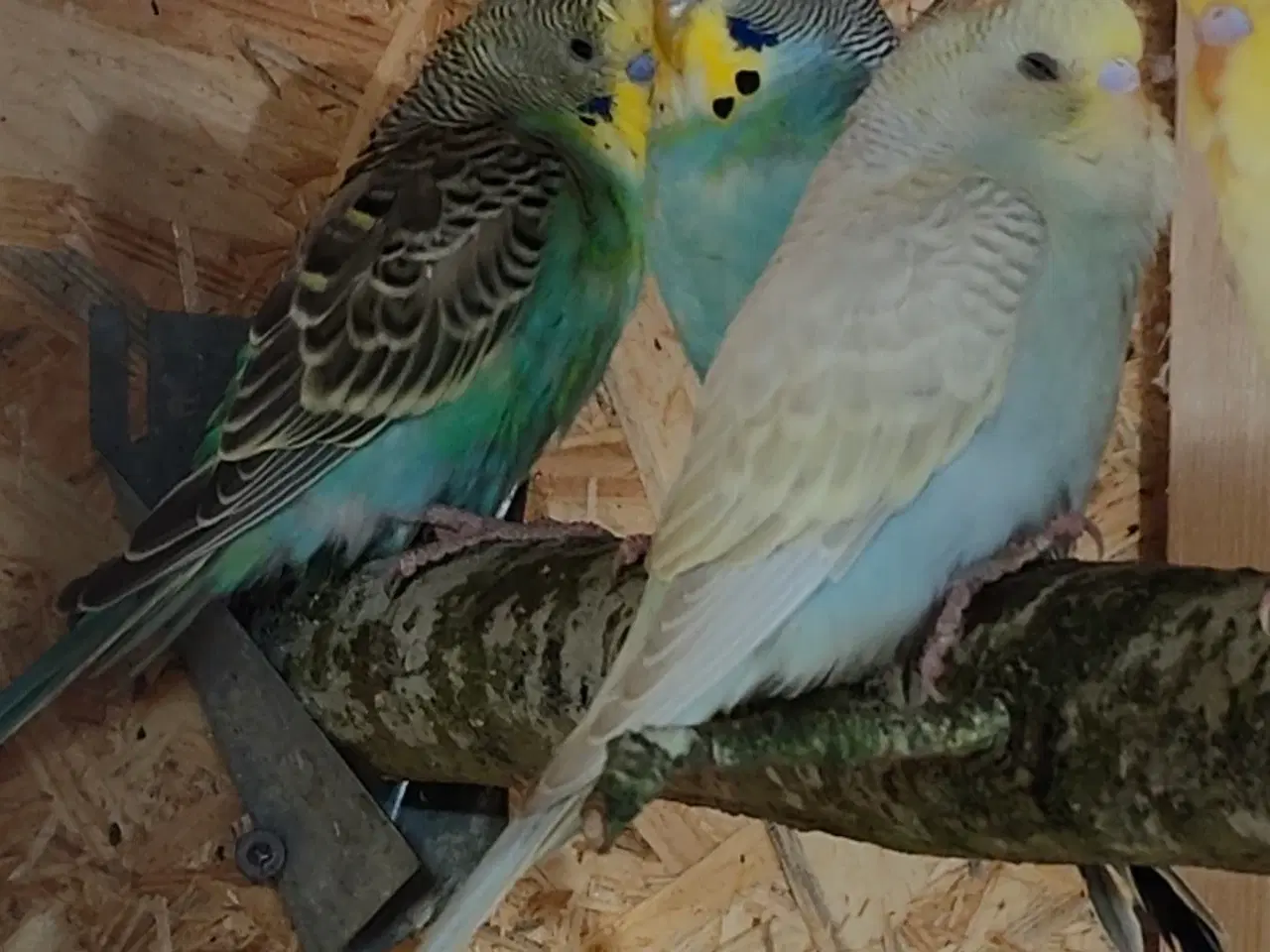 Billede 2 - Undulater til salg.