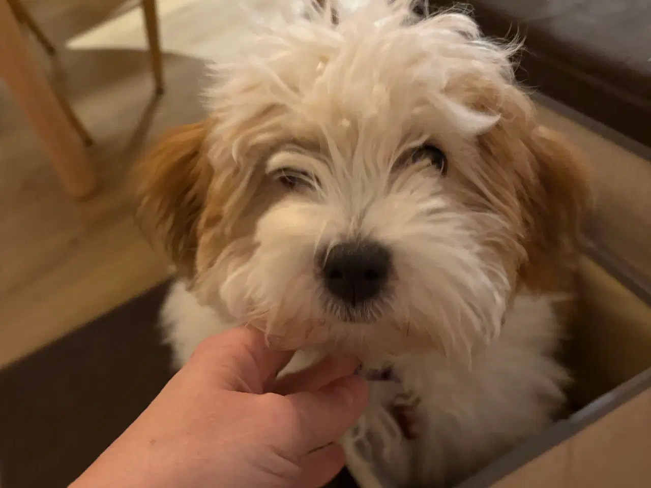 Billede 3 - Smukke Bichon Havanais