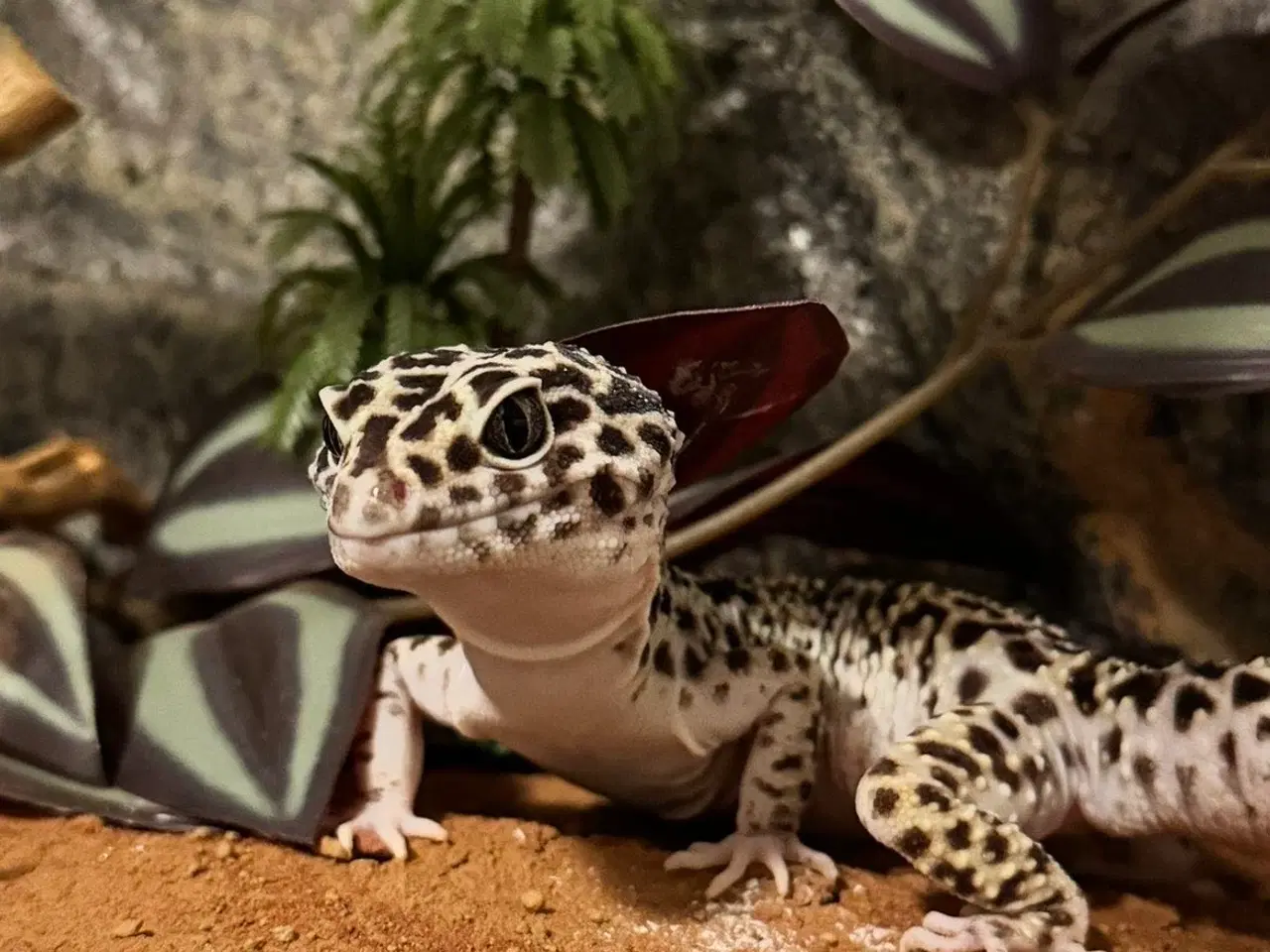 Billede 1 - 2 leopard gekkoer sælges