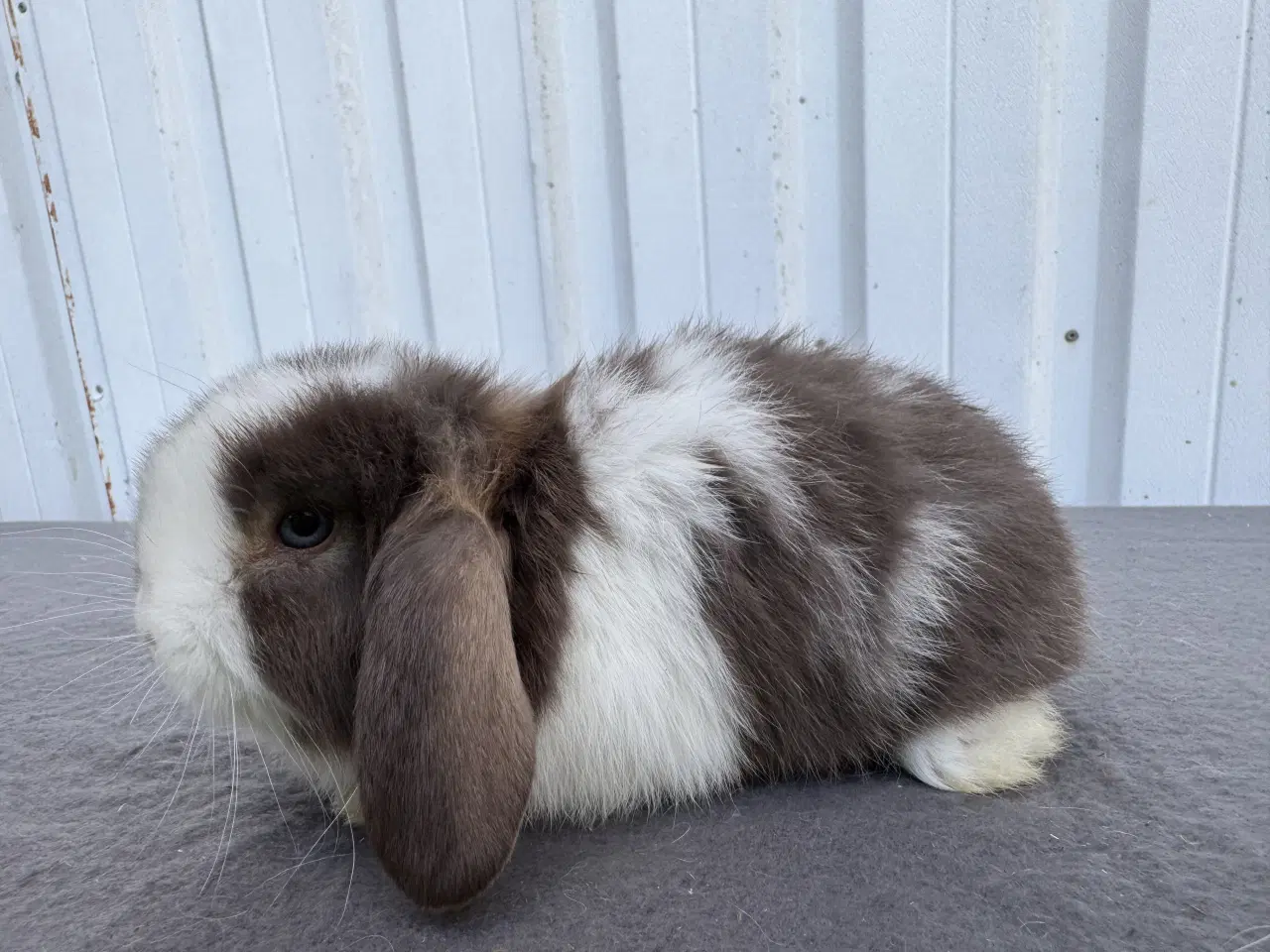 Billede 2 - Dværgvædder hankanin