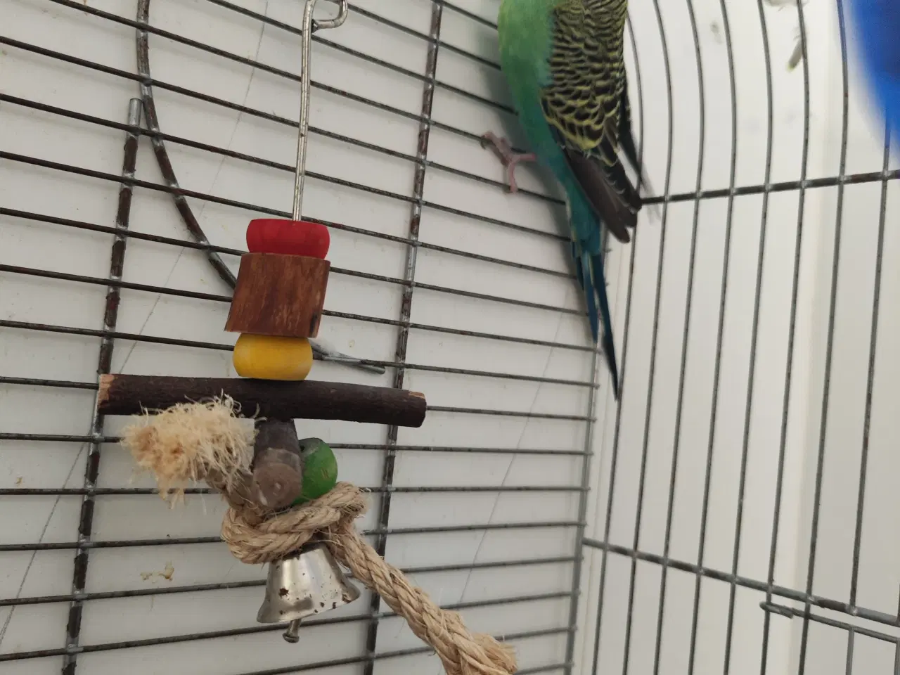 Billede 1 - Han undulat 