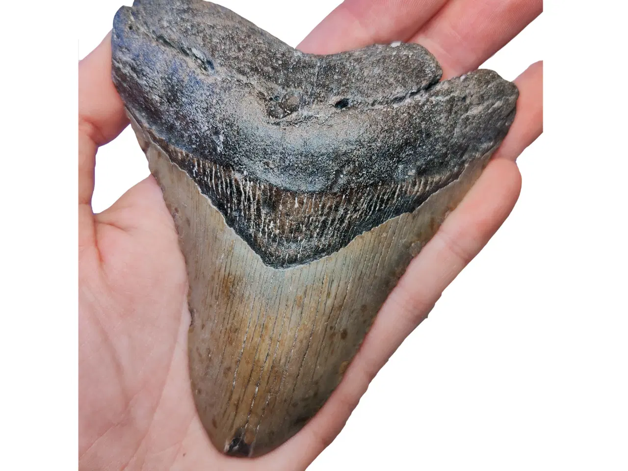 Billede 3 - Megalodon tand 12,9 cm