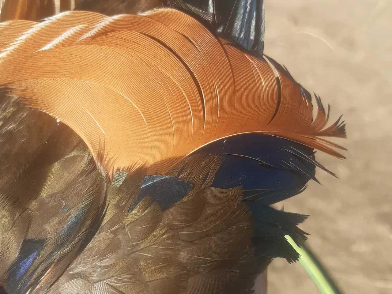 Billede 3 - 1,1 mandarinænder fra 2025