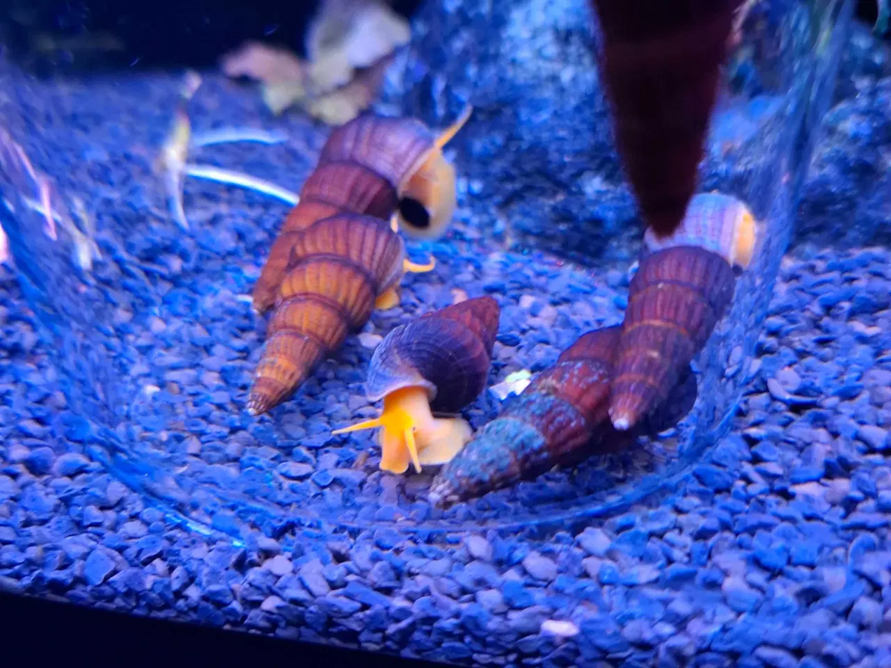 Billede 3 - Sulawesi akvarie snegl 