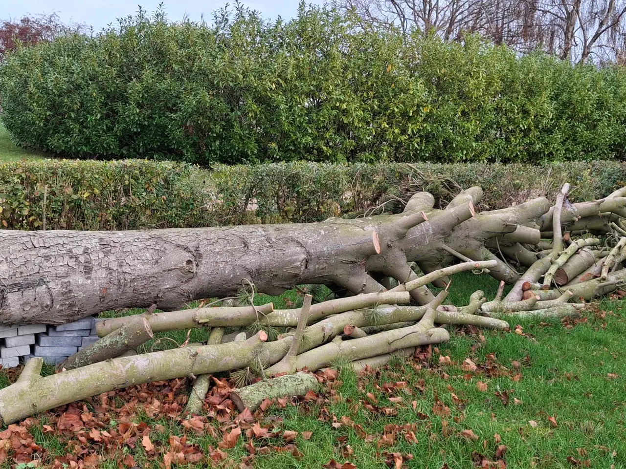 Billede 1 - Brænde / træ