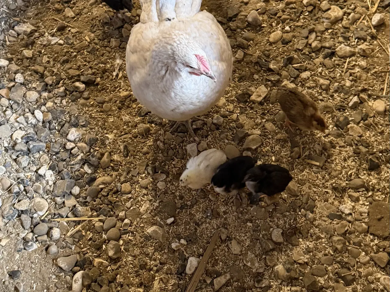 Billede 2 - Krydsnings kyllinger sælges