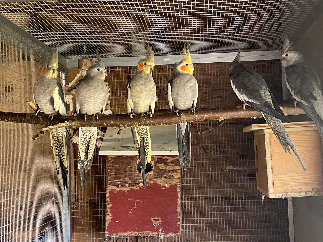 Billede 1 - 6 stk Nymfer parakitter