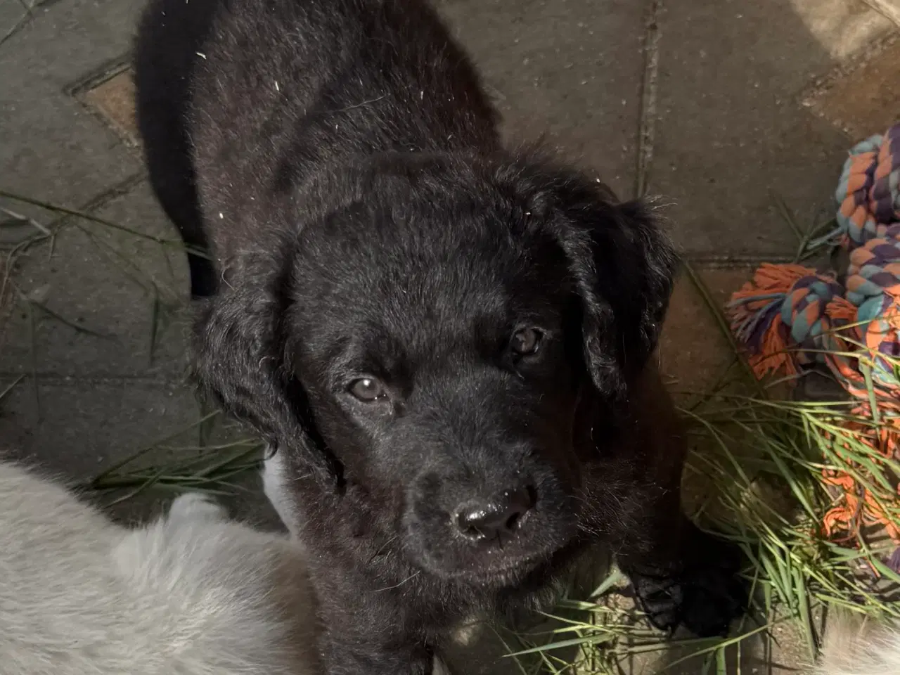 Billede 10 - Golden Retriever blanding, han