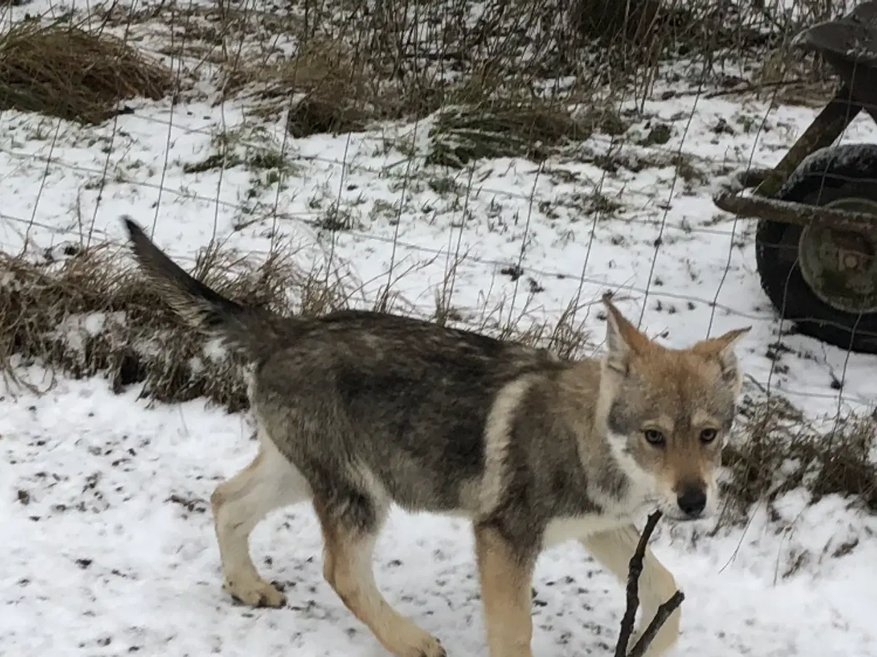 Billede 14 - Ulvehund hvalpe 