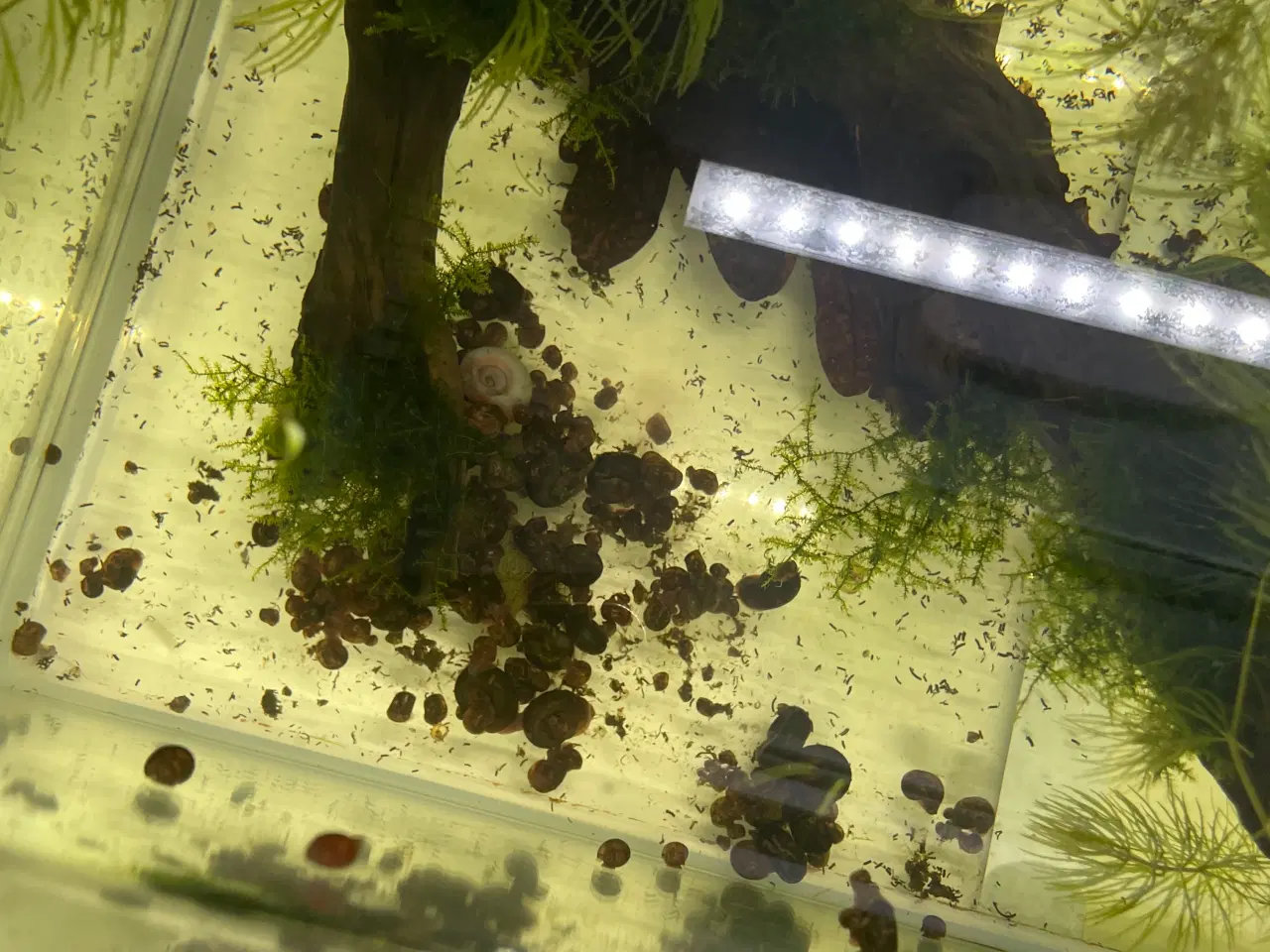 Billede 1 - Posthorn Snegle. Store og Sunde