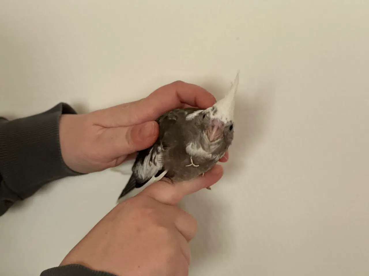 Billede 2 - Håndopmadet nymfeparakiter 
