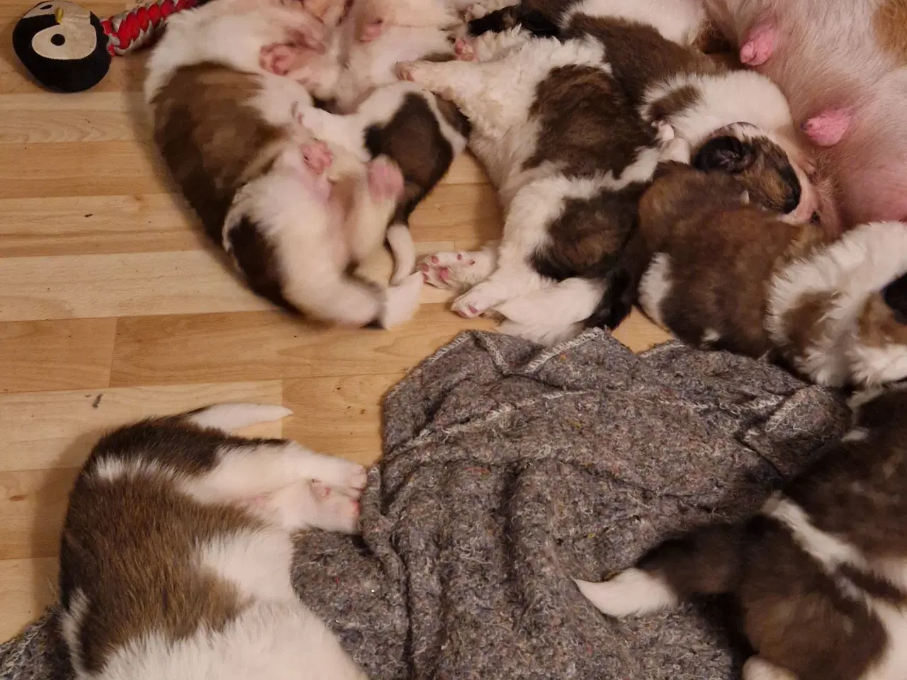 Billede 15 - 9 sankt bernhard hvalpe søg nyt hjem