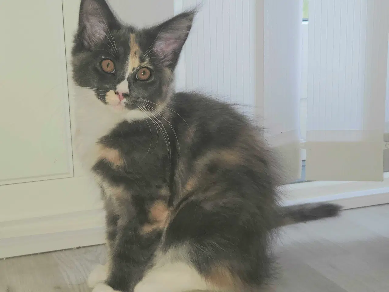 Billede 1 - To Maine coon hunkatte