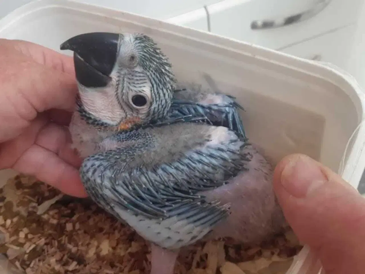 Billede 2 - Ara blå/gul