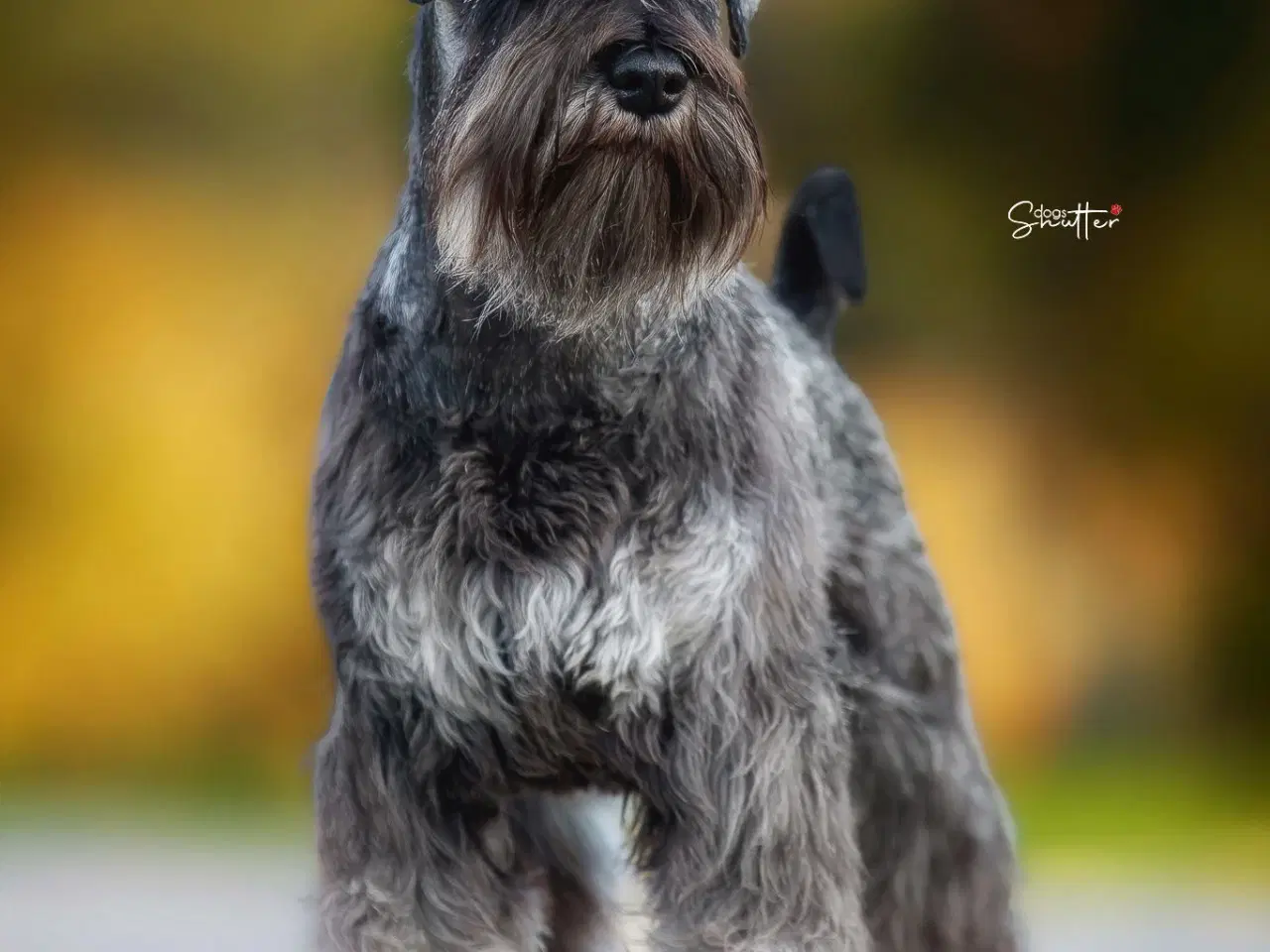 Billede 5 - Miniature Schnauzer – kommende kuld Garywild FCI