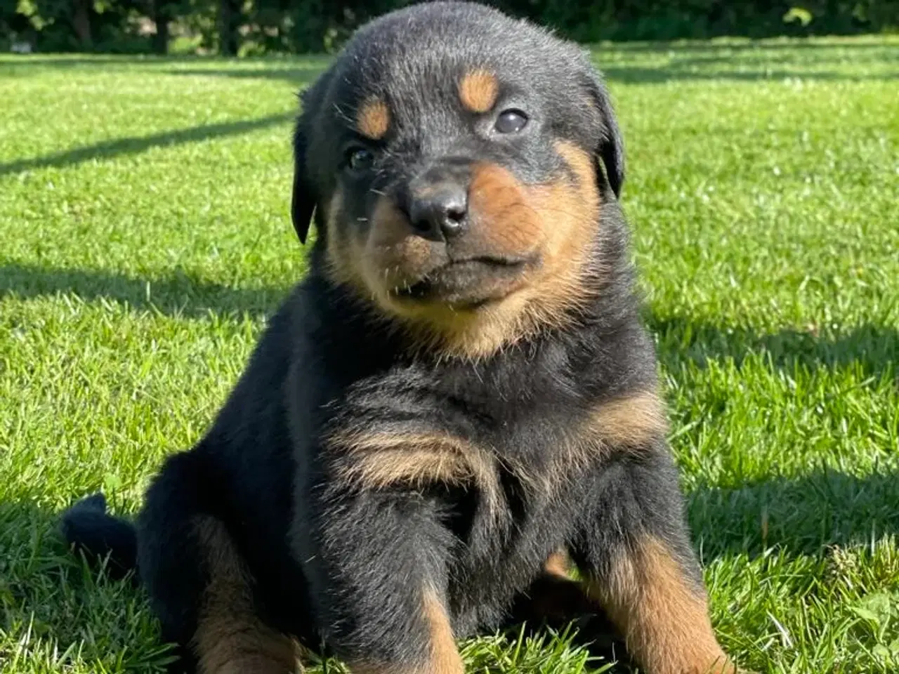 Billede 3 - Rottweiler hvalpe 