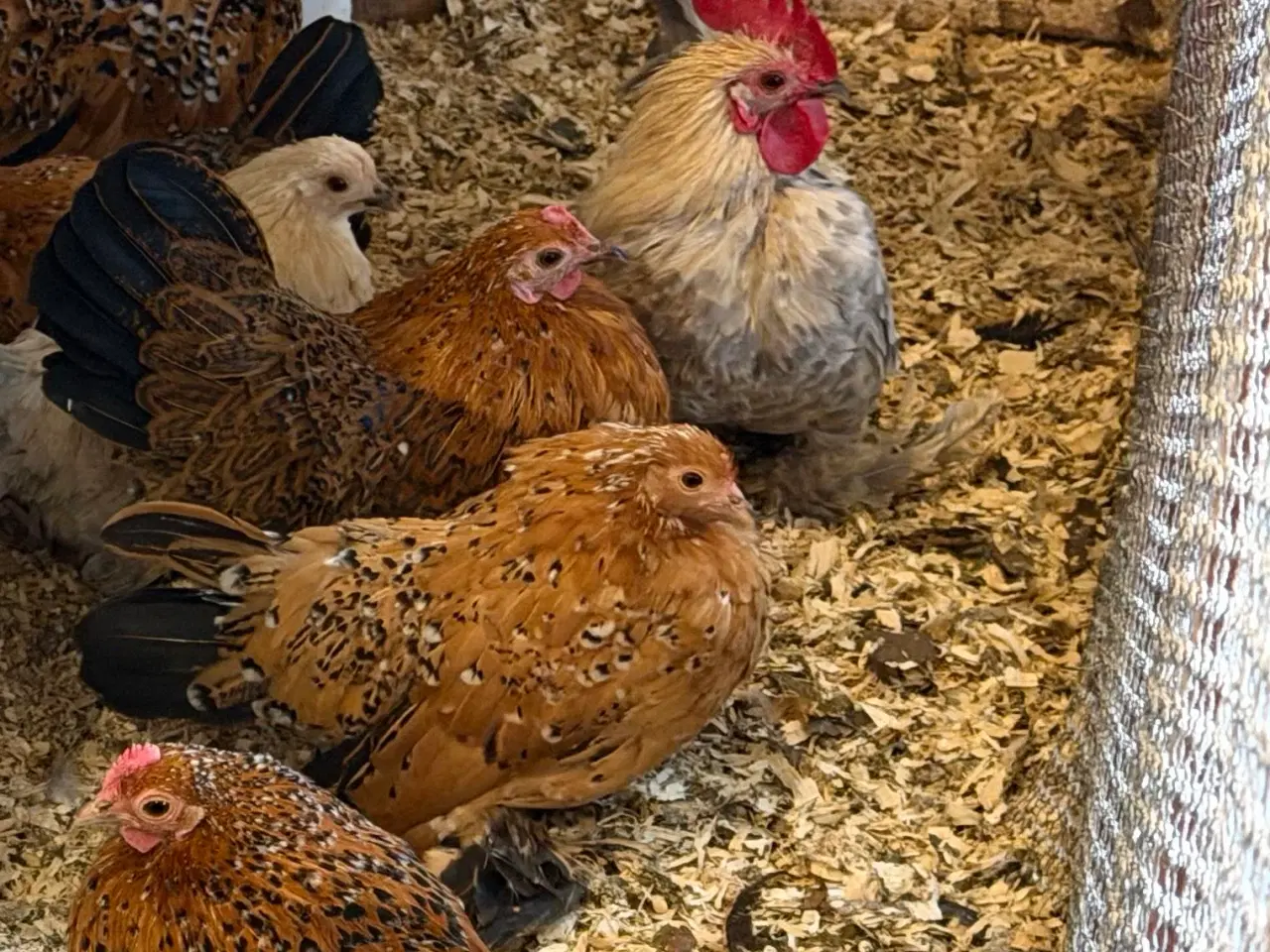 Billede 2 - Små dværghøner 