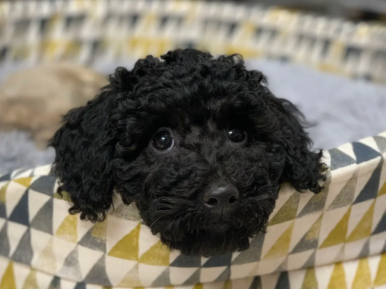 Billede 1 - Golden Doodle F1B babyer er rejse klar