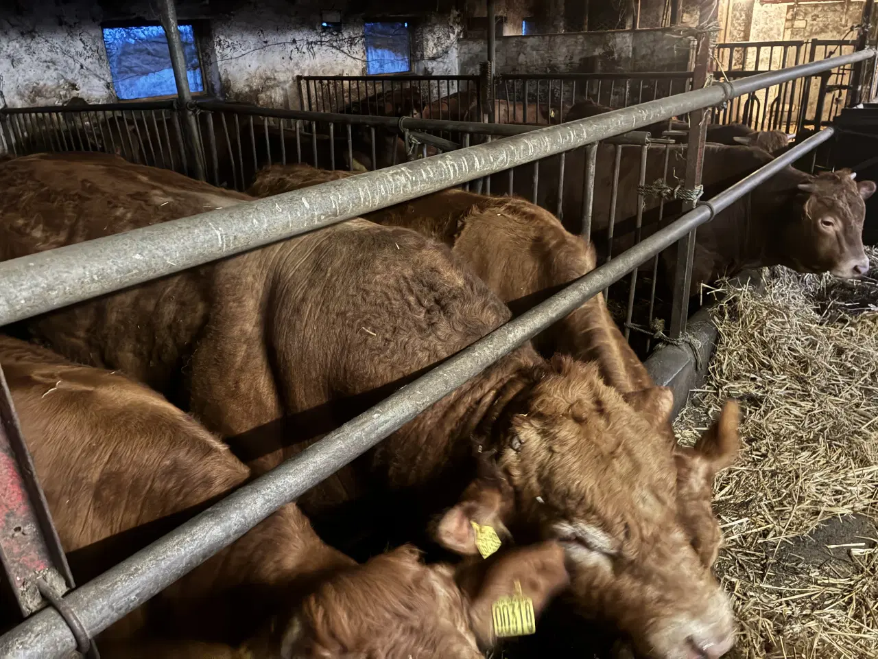 Billede 1 - Limousine tyr