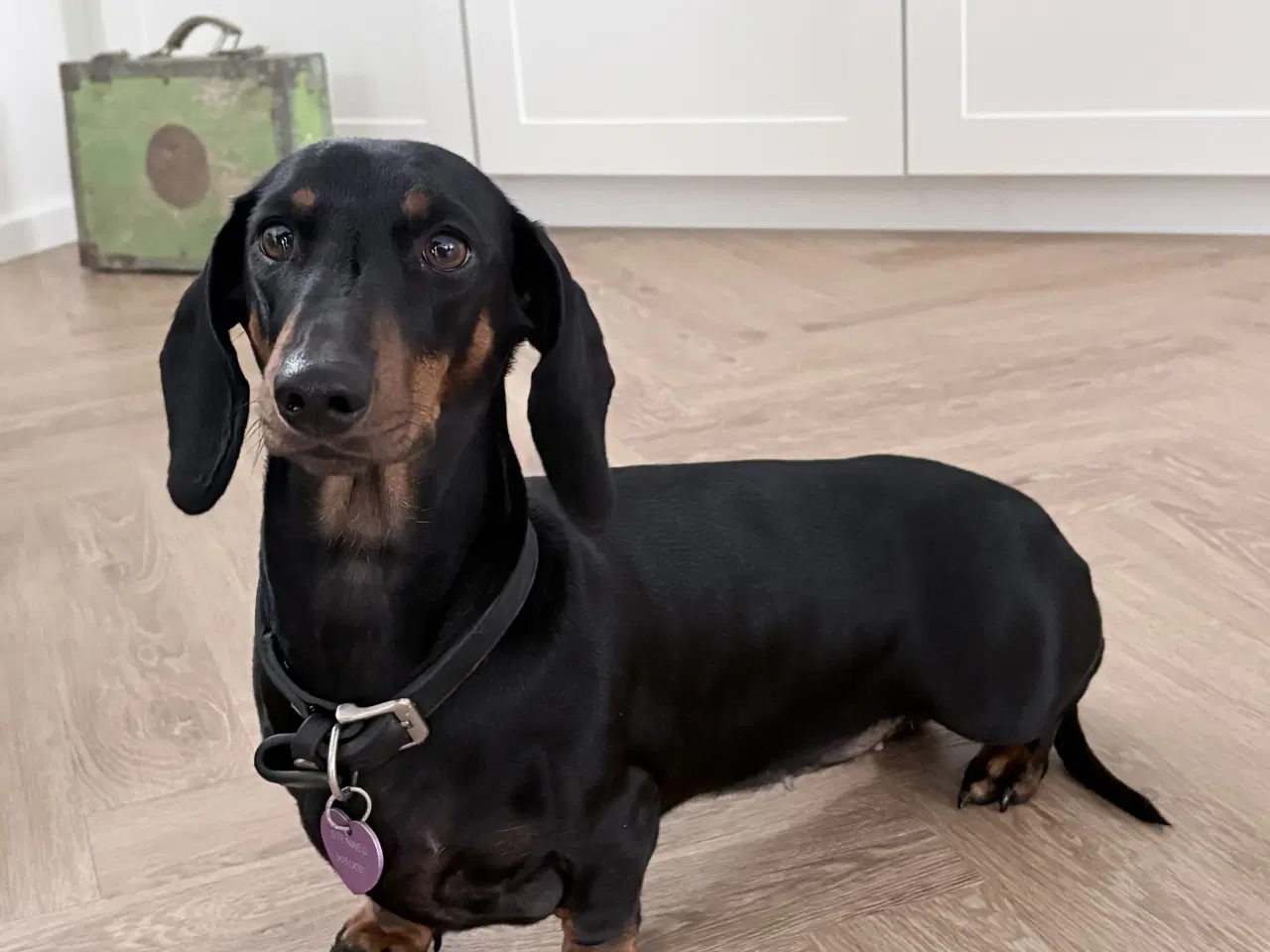 Billede 3 - Standard Black/Tan Tæve 