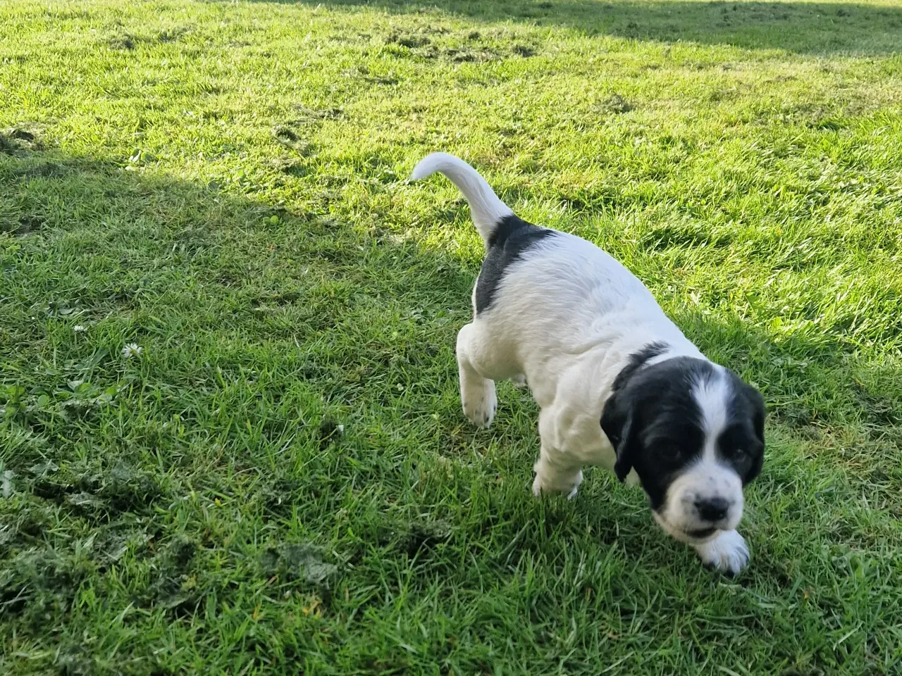 Billede 4 - Engelsk springer spaniel 