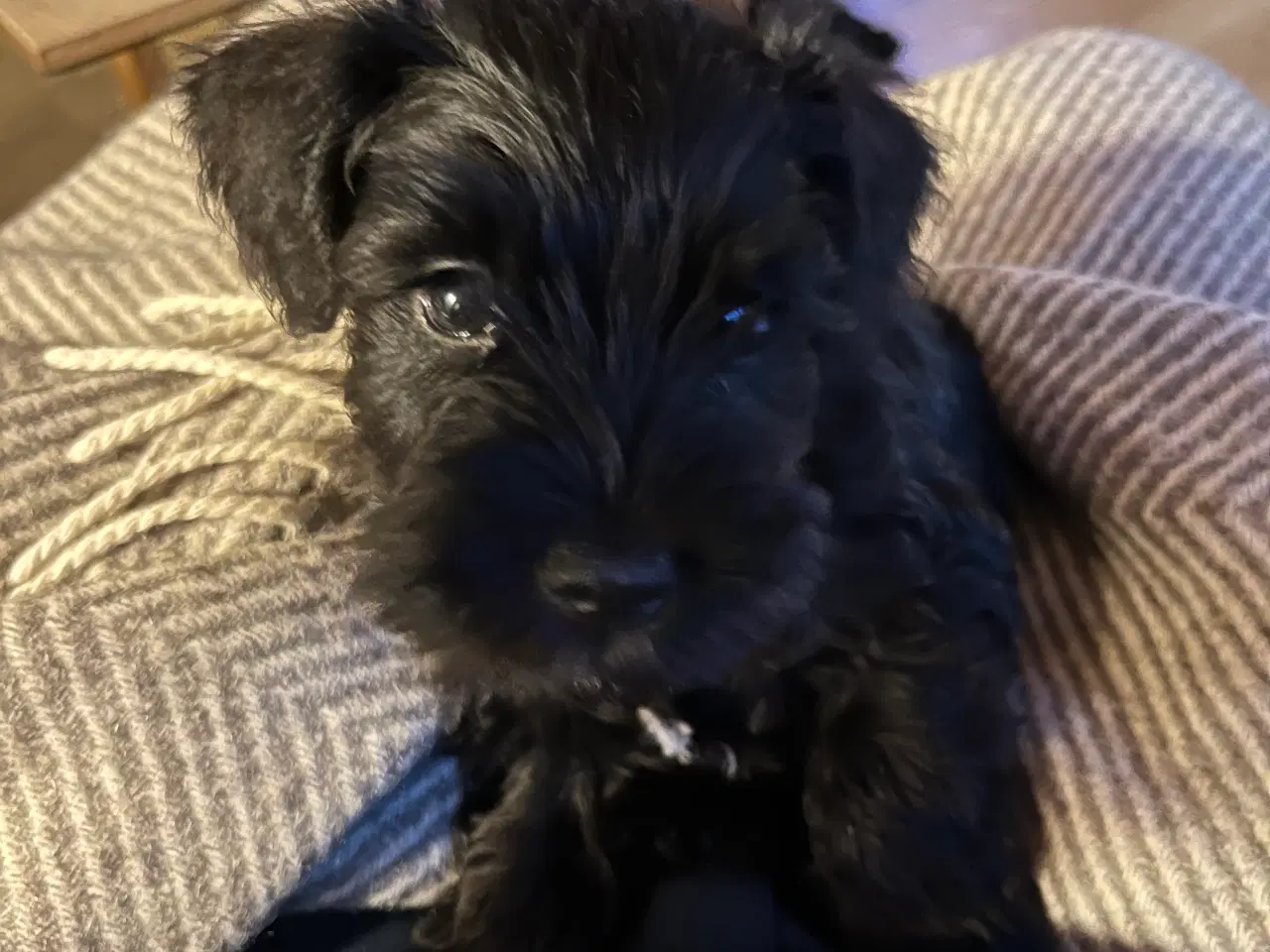 Billede 3 - Dværgschnauzer