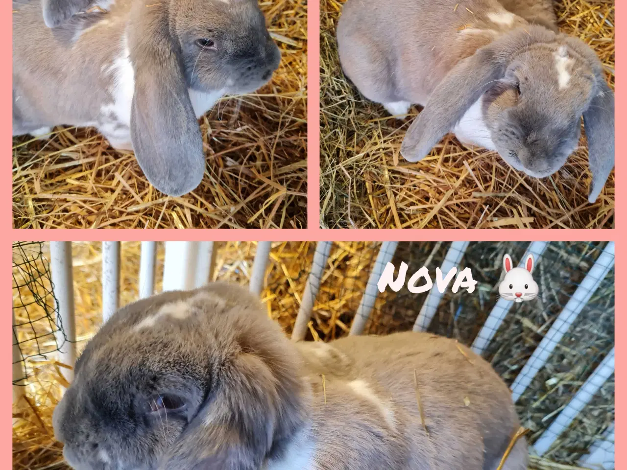 Billede 4 - Franske væddere søger nye hjem 🐰