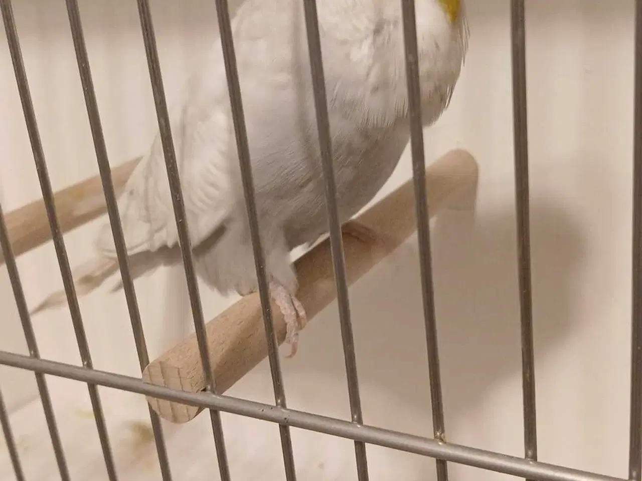 Billede 8 - 1 engelsk undulat han