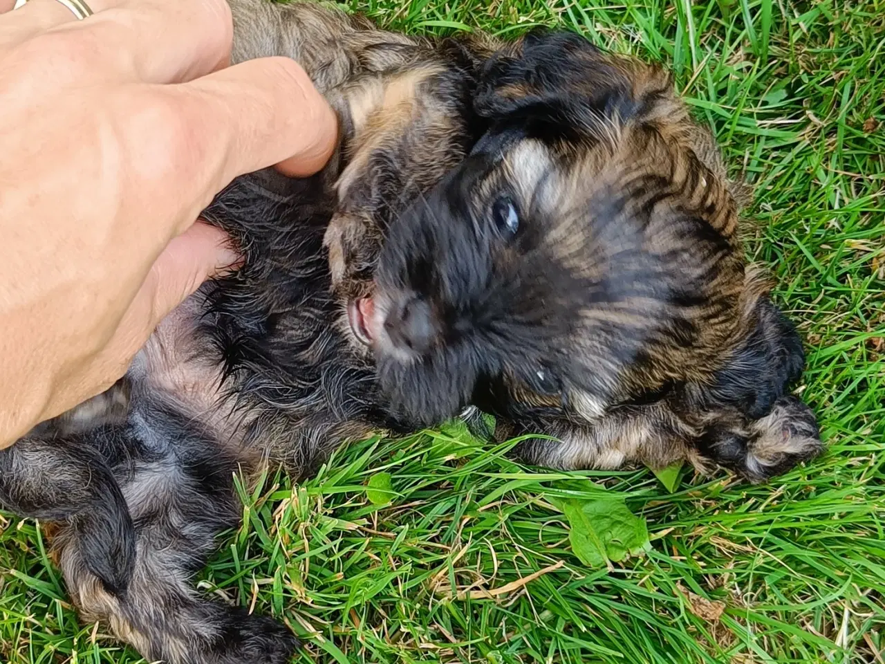 Billede 3 - Bichon Havanais klar til nyt hjem i næste uge