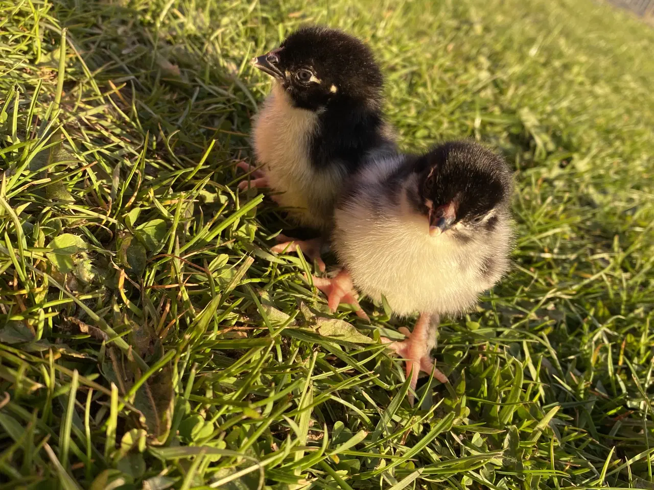 Billede 2 - Maran kyllinger 