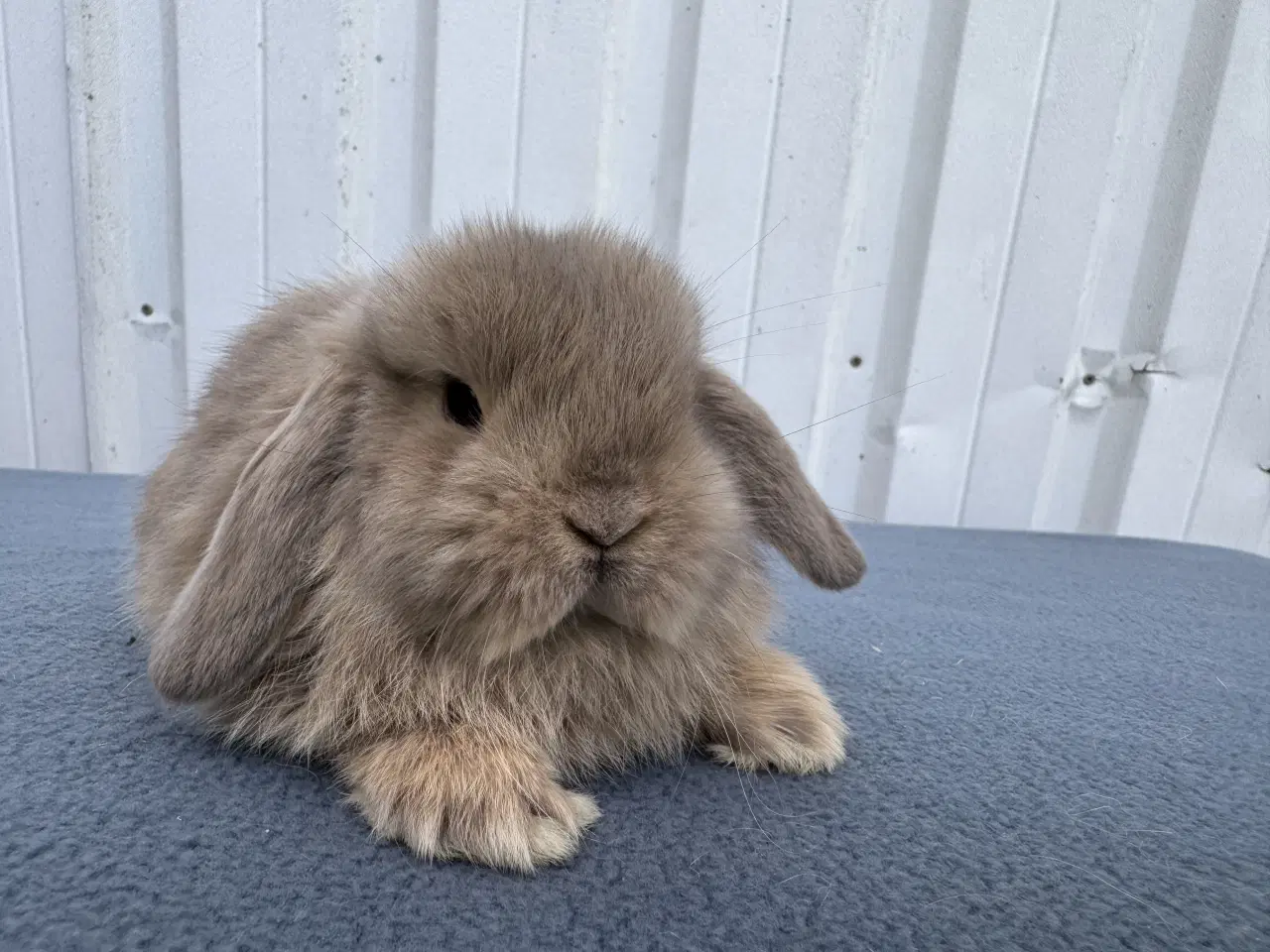 Billede 1 - Mini lop hankanin