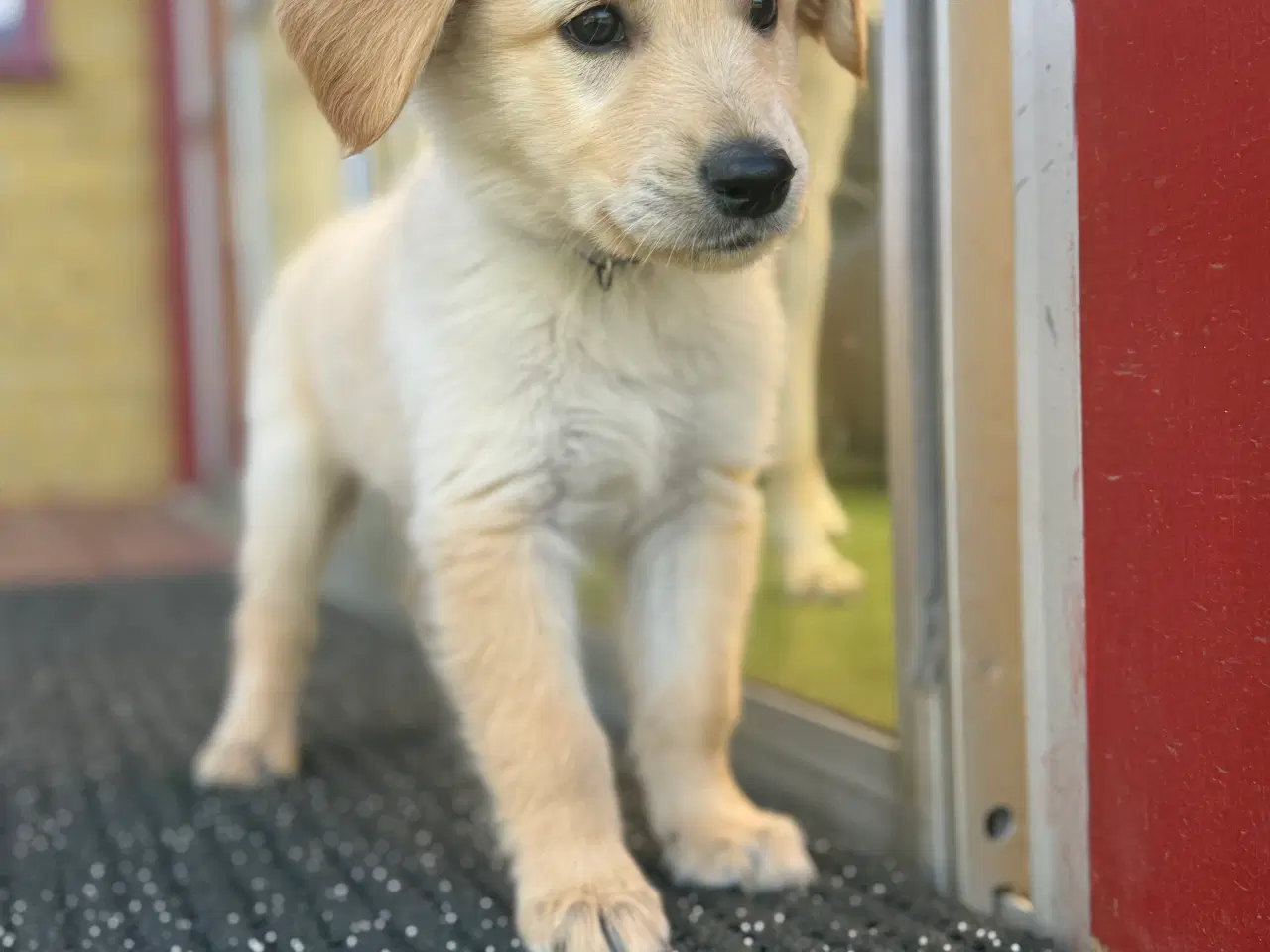 Billede 3 - Golden Retriever x Hvid Schæfer – Kun 2 tilbage 