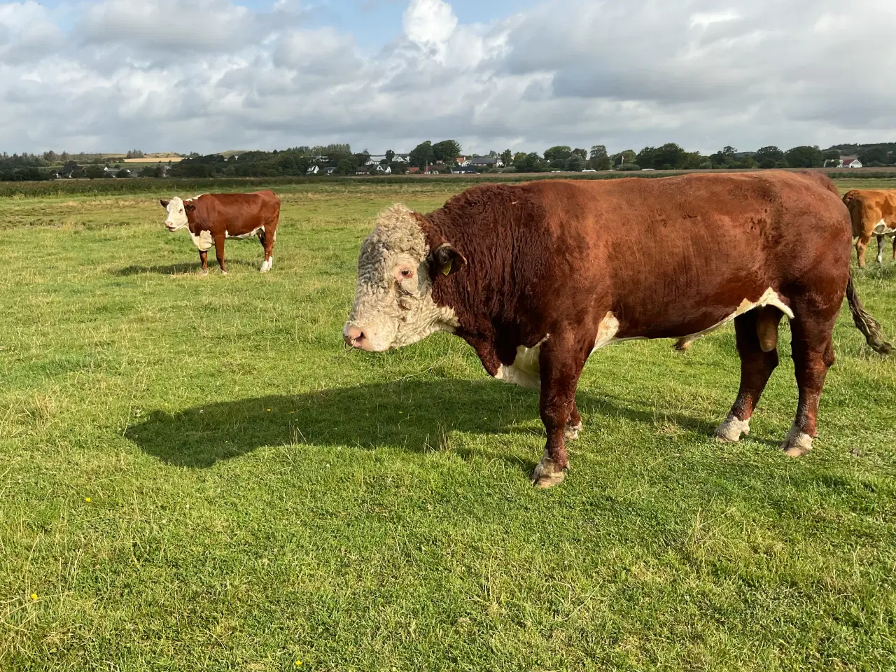 Billede 2 - Hereford tyr