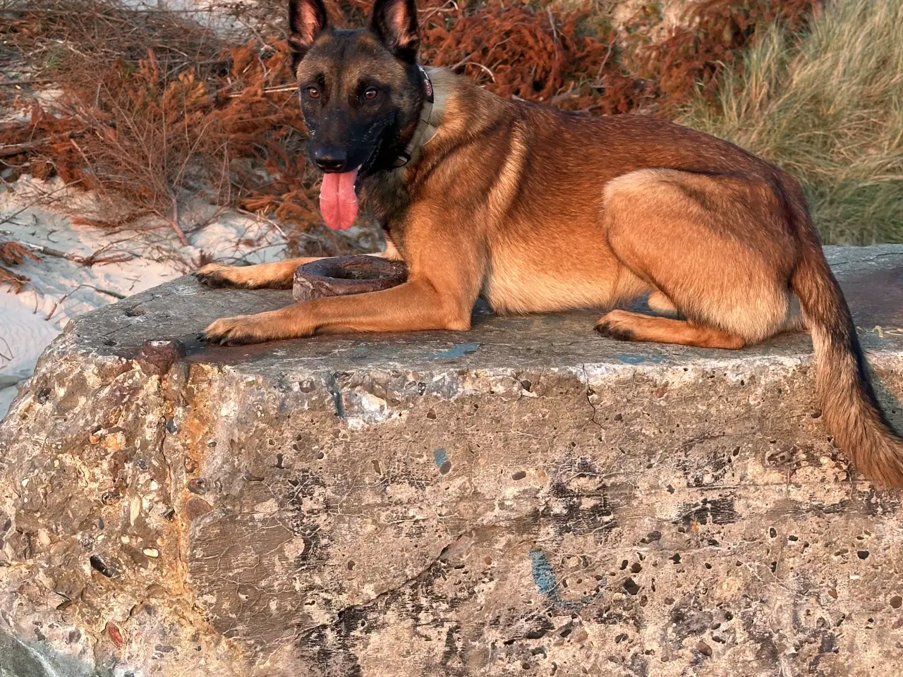 Billede 1 - Belgisk Malinois 