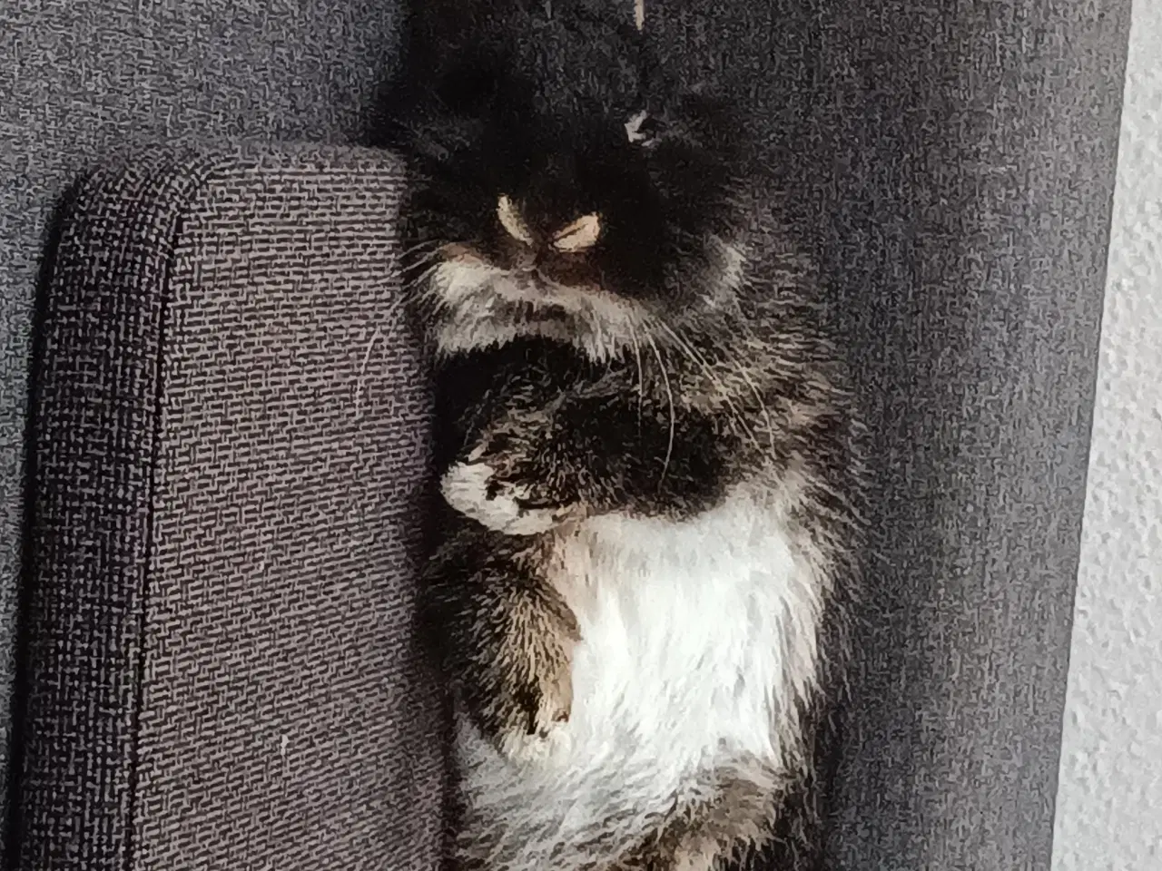 Billede 5 - Sød kanin gives væk