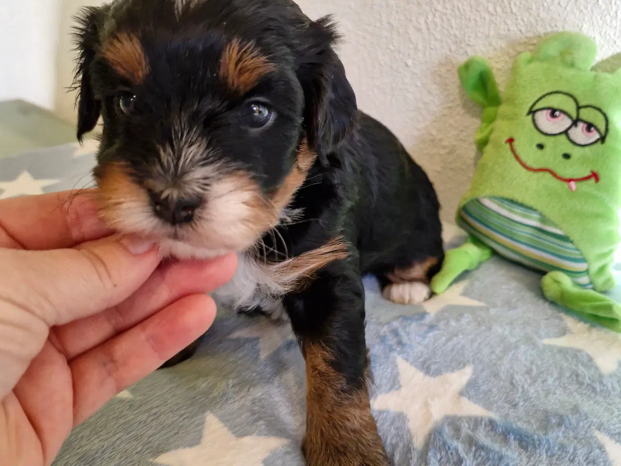 Billede 3 - Havapoo hvalpe til salg