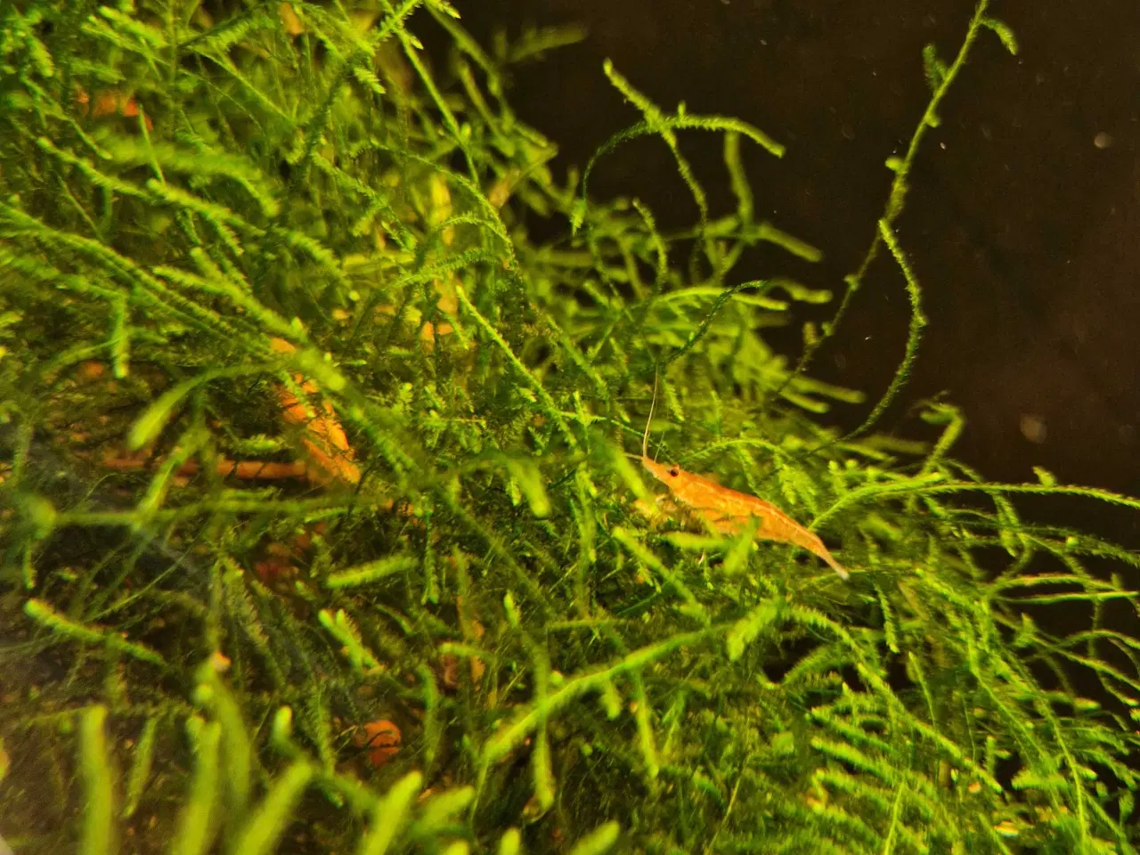 Billede 3 - Neocaridina davidi – Orange Sunkist