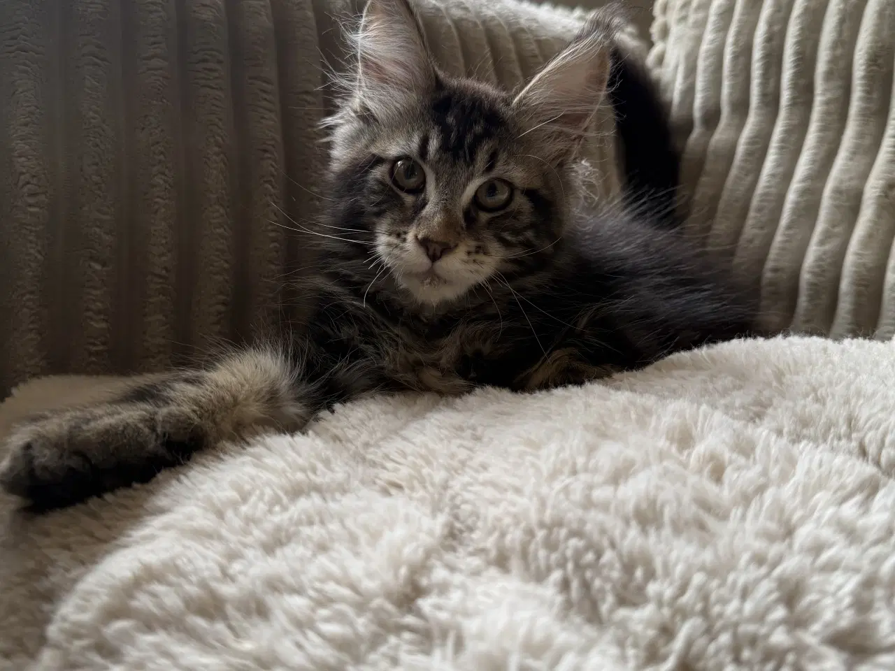 Billede 7 - Maine coon dreng med stamtavle