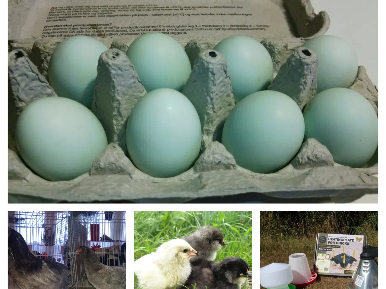 Billede 1 - Blå Araucana rugeæg