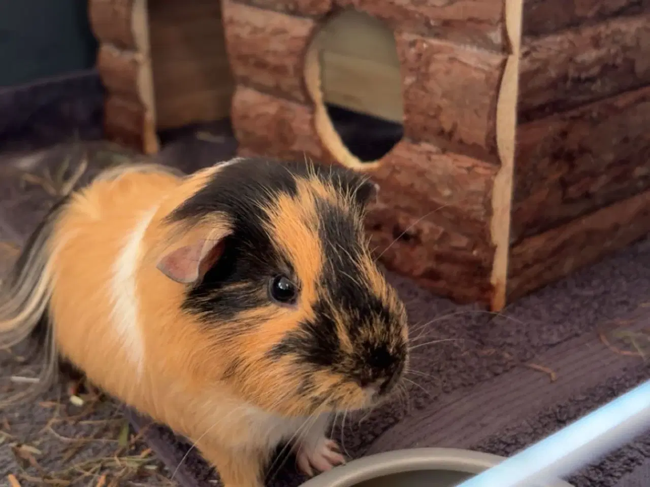 Billede 2 - To han marsvin 