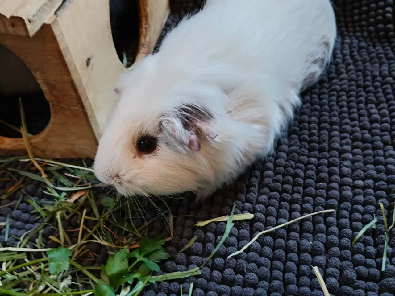 Billede 1 - Søger sit forever hjem